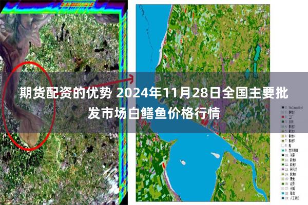 期货配资的优势 2024年11月28日全国主要批发市场白鳝鱼价格行情